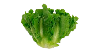 Chicória